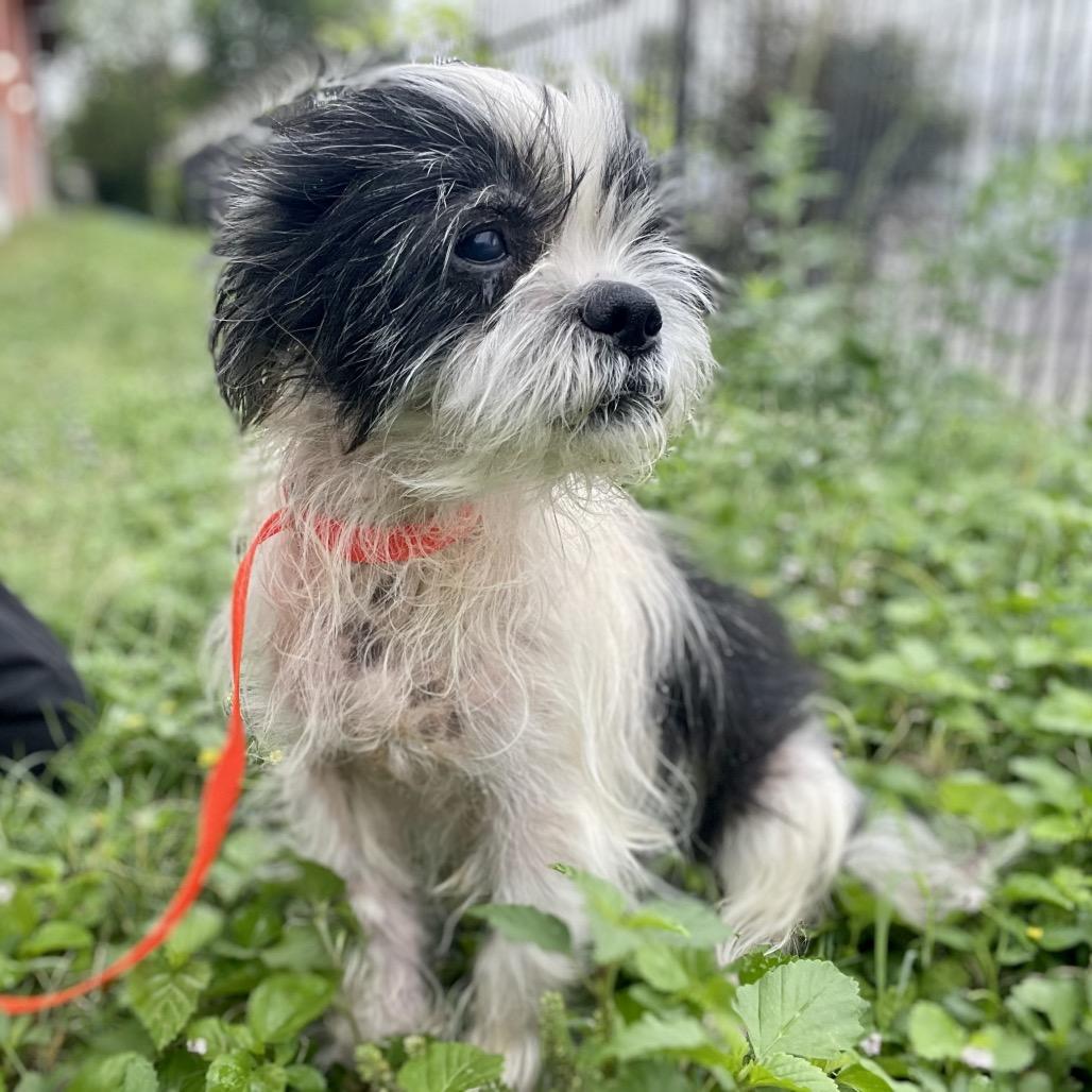 Enlarge Woofles, a Adoptable mixed breed in Wimberley, TX image 3/6