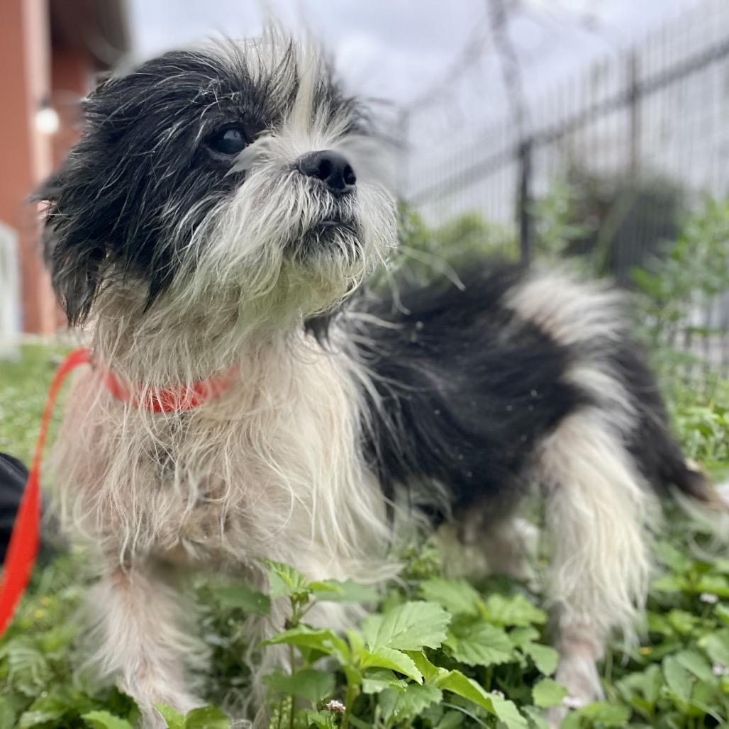 Enlarge Woofles, a Adoptable mixed breed in Wimberley, TX image 4/6