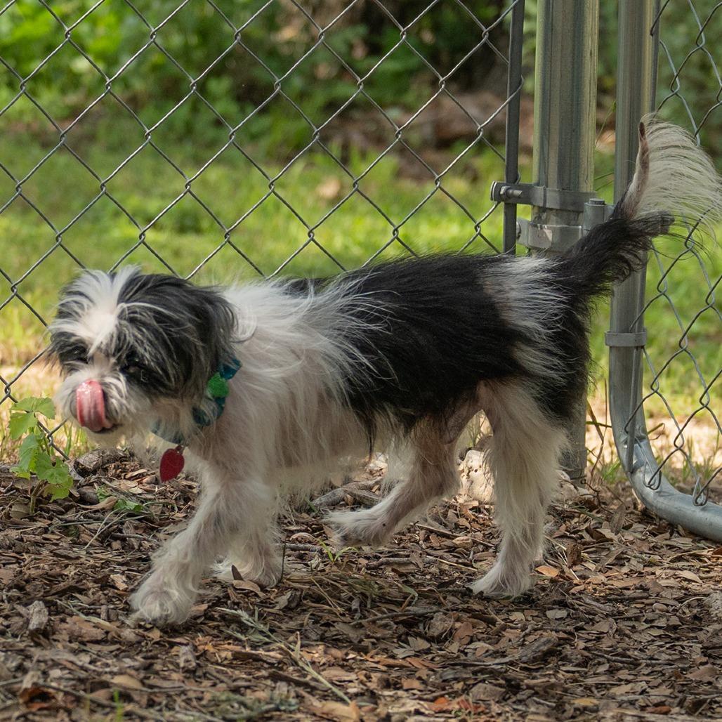 Enlarge Woofles, a Adoptable mixed breed in Wimberley, TX image 5/6