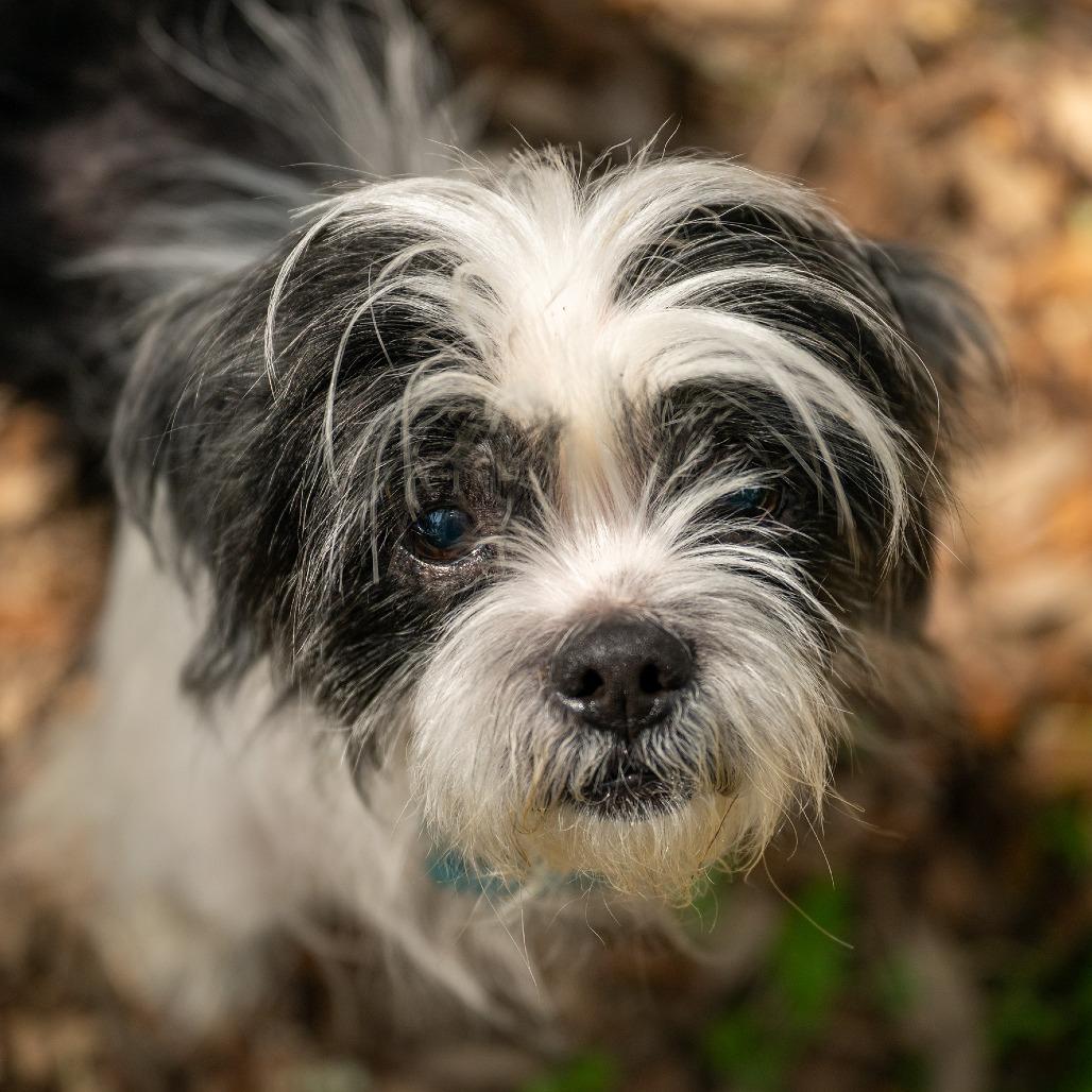 Enlarge Woofles, a Adoptable mixed breed in Wimberley, TX image 6/6