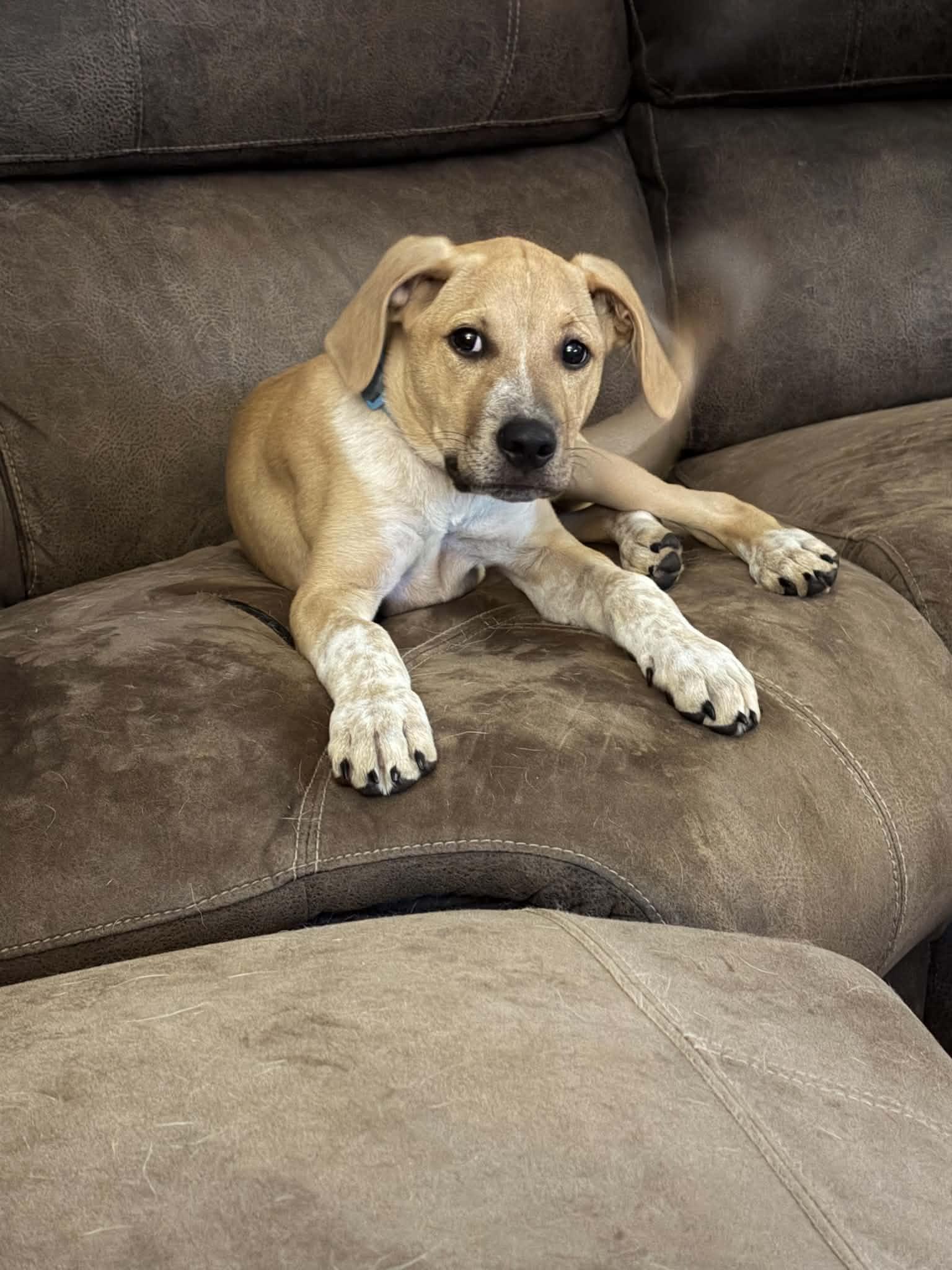 Enlarge Toby, a Adopted Labrador Retriever in Fenton, MO image 1/3