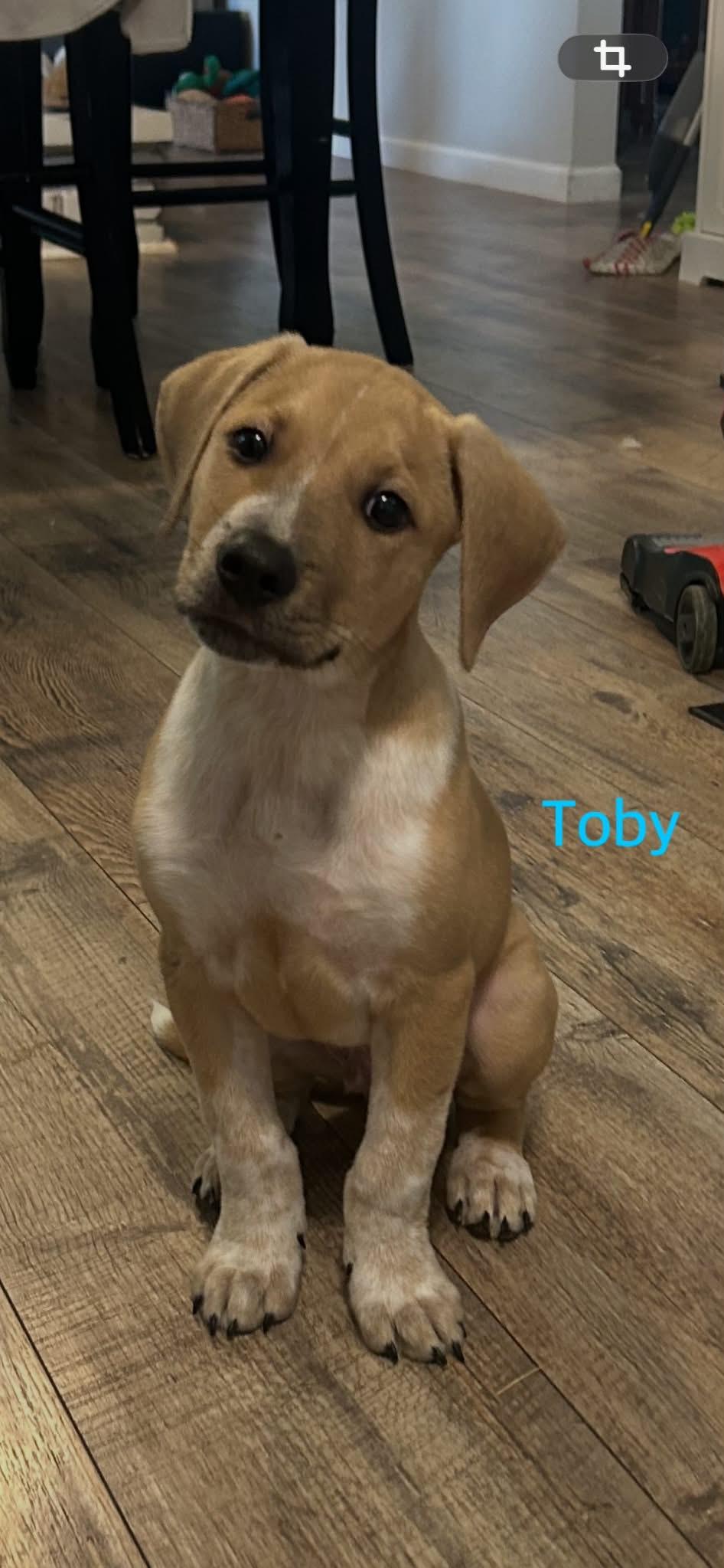 Enlarge Toby, a Adopted Labrador Retriever in Fenton, MO image 2/3