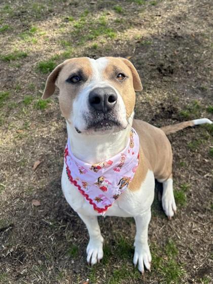 Lipton, Adoptable, Adult Female Pit Bull Terrier & Mixed Breed.