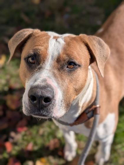 Lipton, Adoptable, Adult Female Pit Bull Terrier & Mixed Breed.