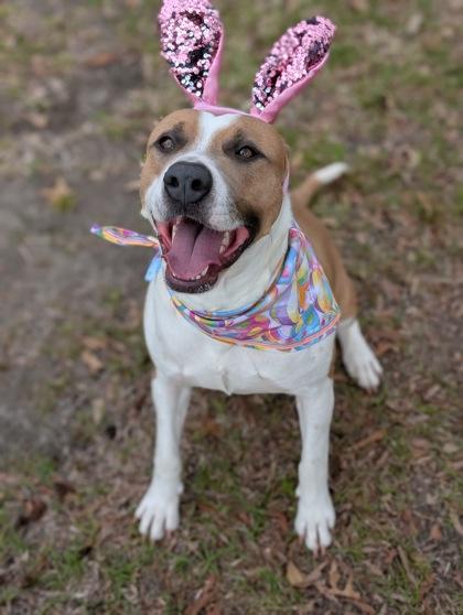 Lipton, a Adoptable mixed breed in Gulfport, MS image 3/3