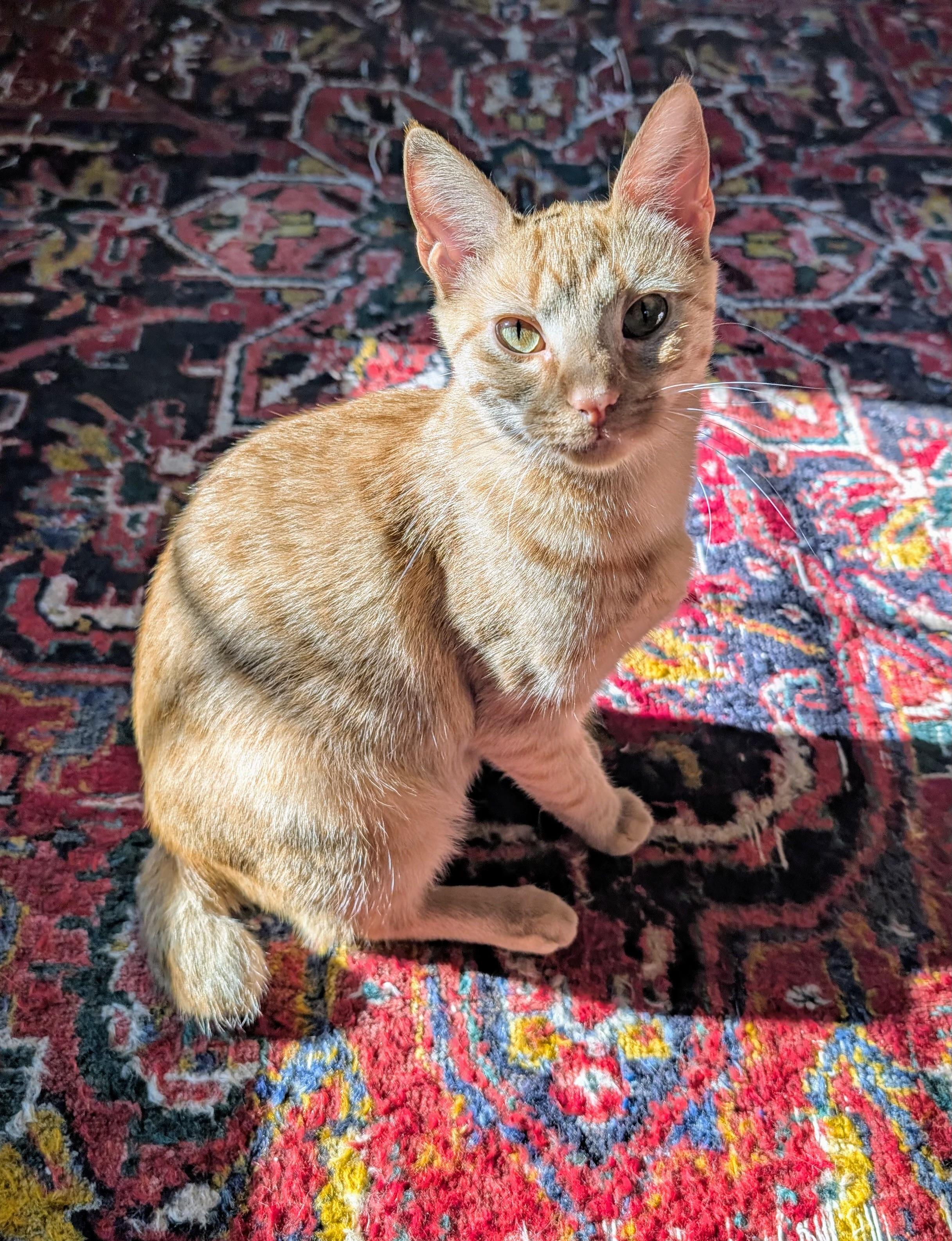 Hush Puppy, Adult Female Domestic Short Hair