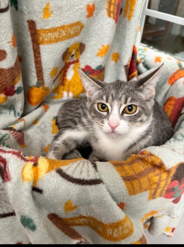 Anna, Adoptable, Kitten Female Domestic Short Hair.