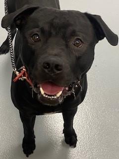 SHADOW, Adoptable, Adult Male Pit Bull Terrier.
