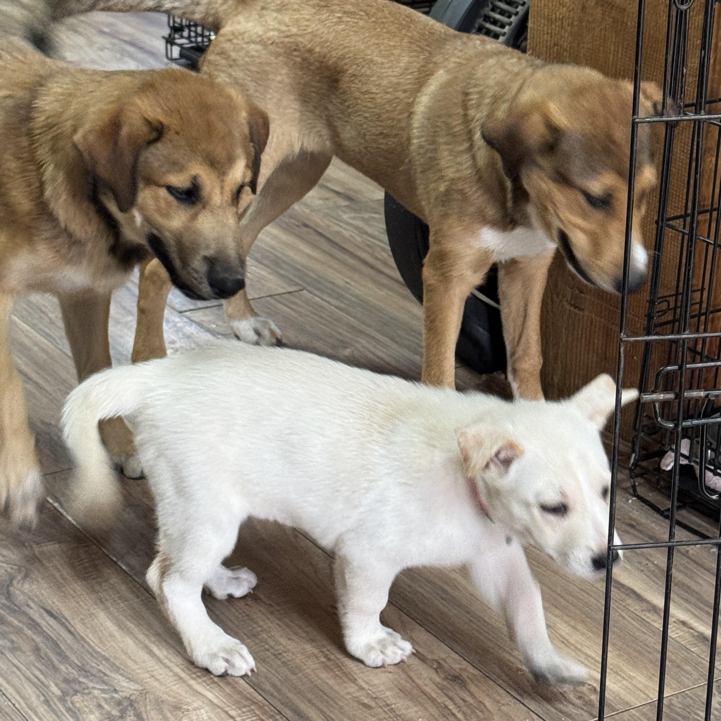 Snow Princess, adopted, Puppy Female Australian Shepherd.