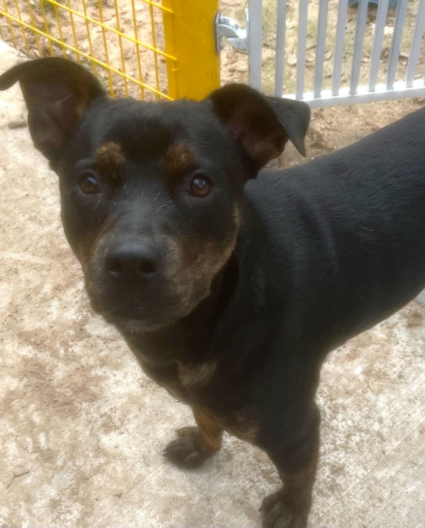 Enlarge Sexy Texy, a Adoptable mixed breed in Bellevue, WA image 4/5