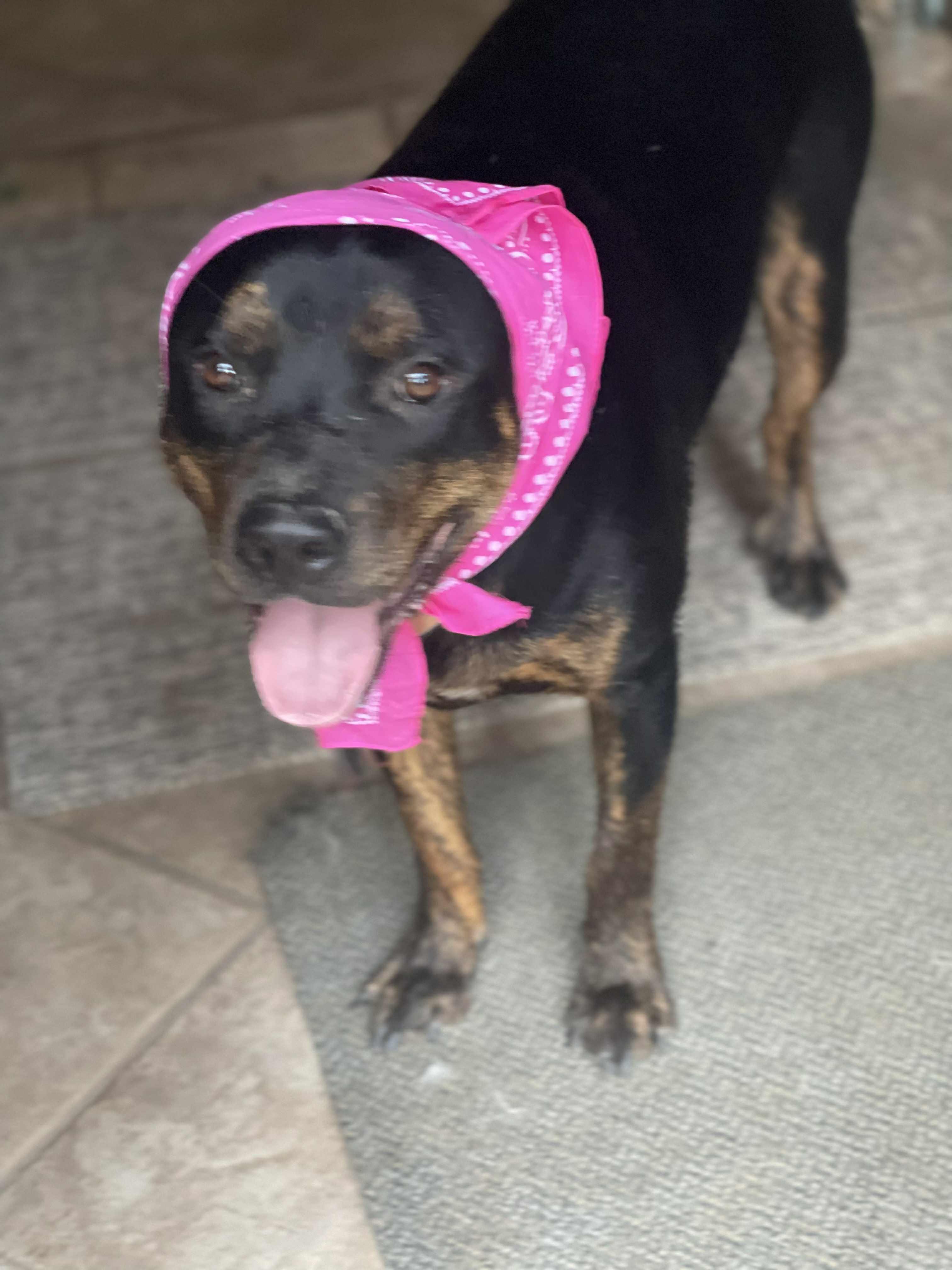 Enlarge Sexy Texy, a Adoptable mixed breed in Bellevue, WA image 2/5