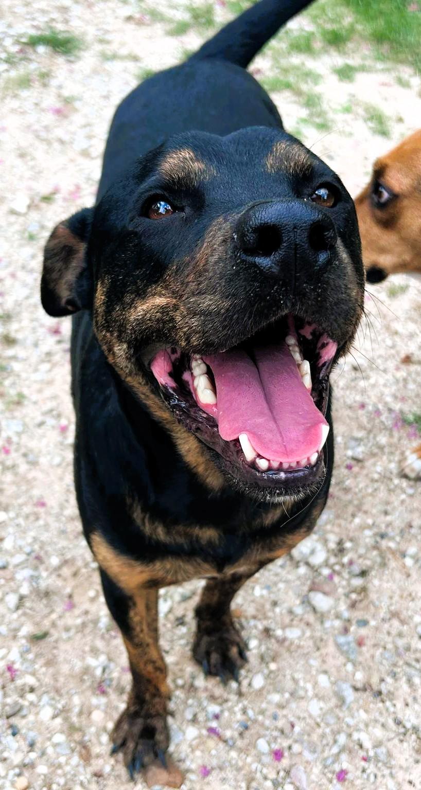 Sexy Texy, Adoptable, Adult Male Rottweiler.