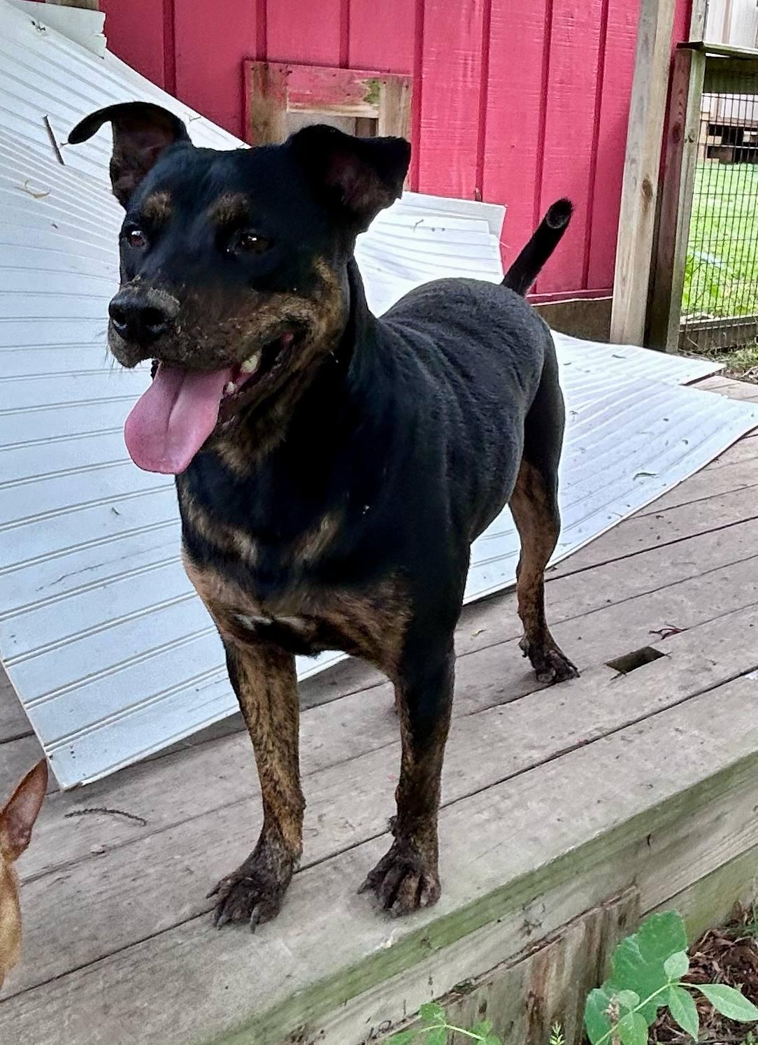 Enlarge Sexy Texy, a Adoptable mixed breed in Bellevue, WA image 3/5