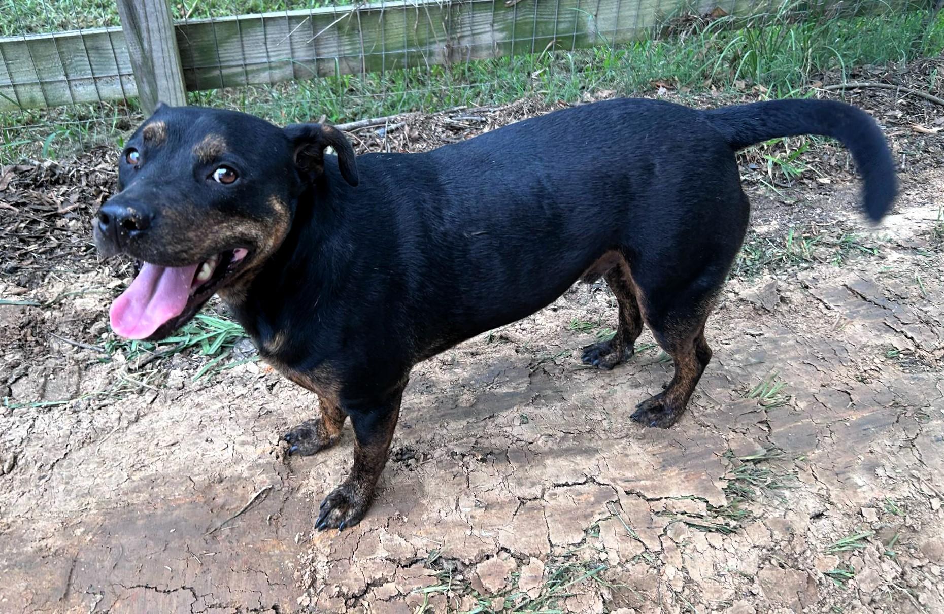 Enlarge Sexy Texy, a Adoptable mixed breed in Bellevue, WA image 5/5