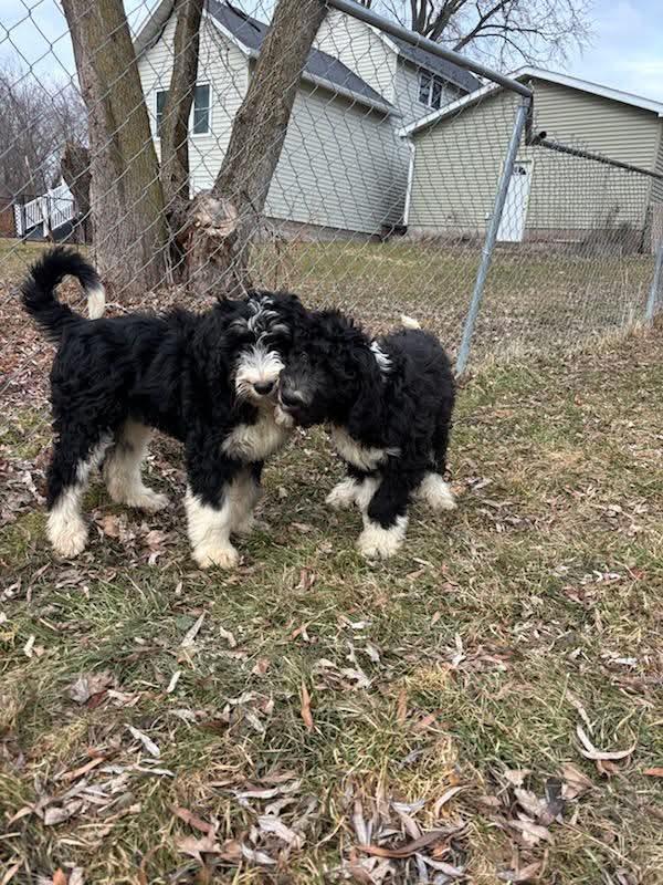 #271 String, Adoptable, Puppy Female Saint Bernard & Poodle.