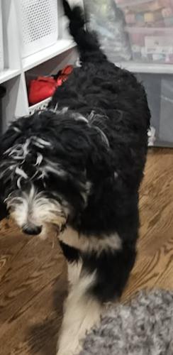 #271 String, Adoptable, Puppy Female Saint Bernard & Poodle.