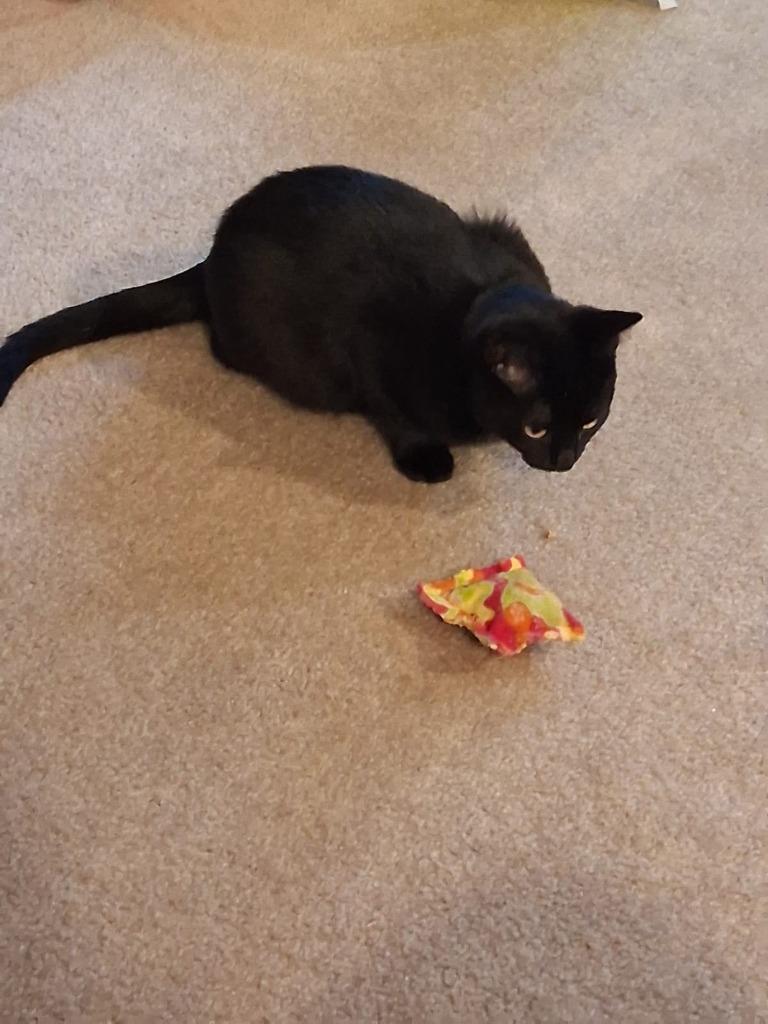 Panther, Adoptable, Young Male Domestic Short Hair.