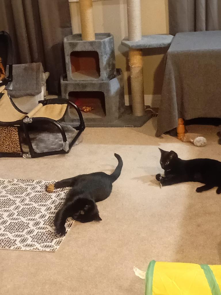 Enlarge Panther, a Adoptable mixed breed in Calgary, AB image 2/6