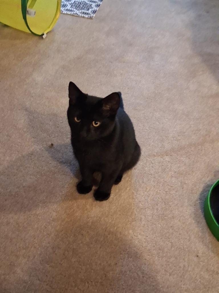 Enlarge Panther, a Adoptable mixed breed in Calgary, AB image 3/6