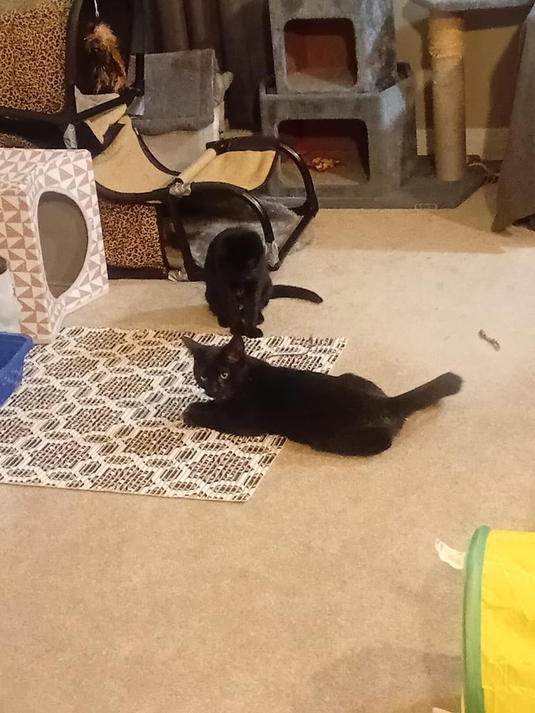 Enlarge Panther, a Adoptable mixed breed in Calgary, AB image 5/6