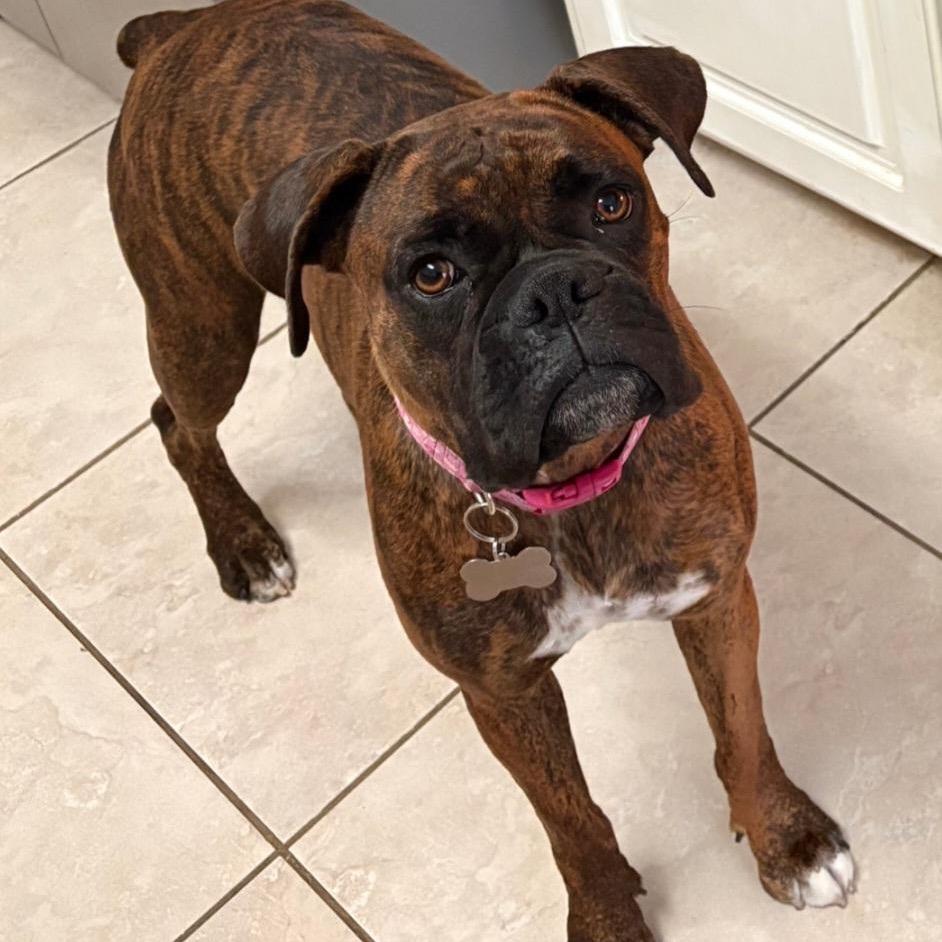 Bella, ADOPTABLE, Young Female Boxer.