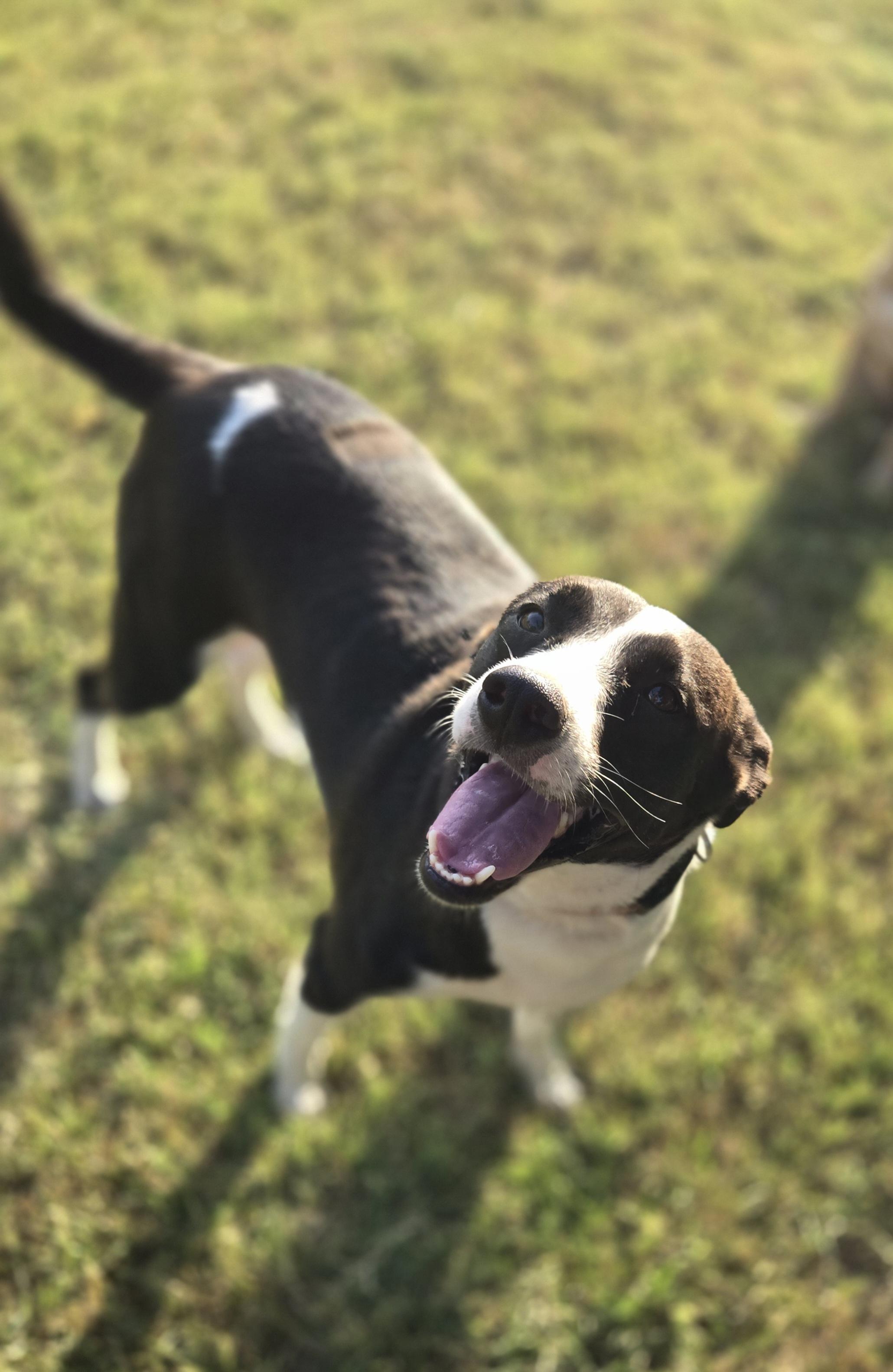 Enlarge Daisy, a ADOPTABLE mixed breed in Okemah, OK image 4/4
