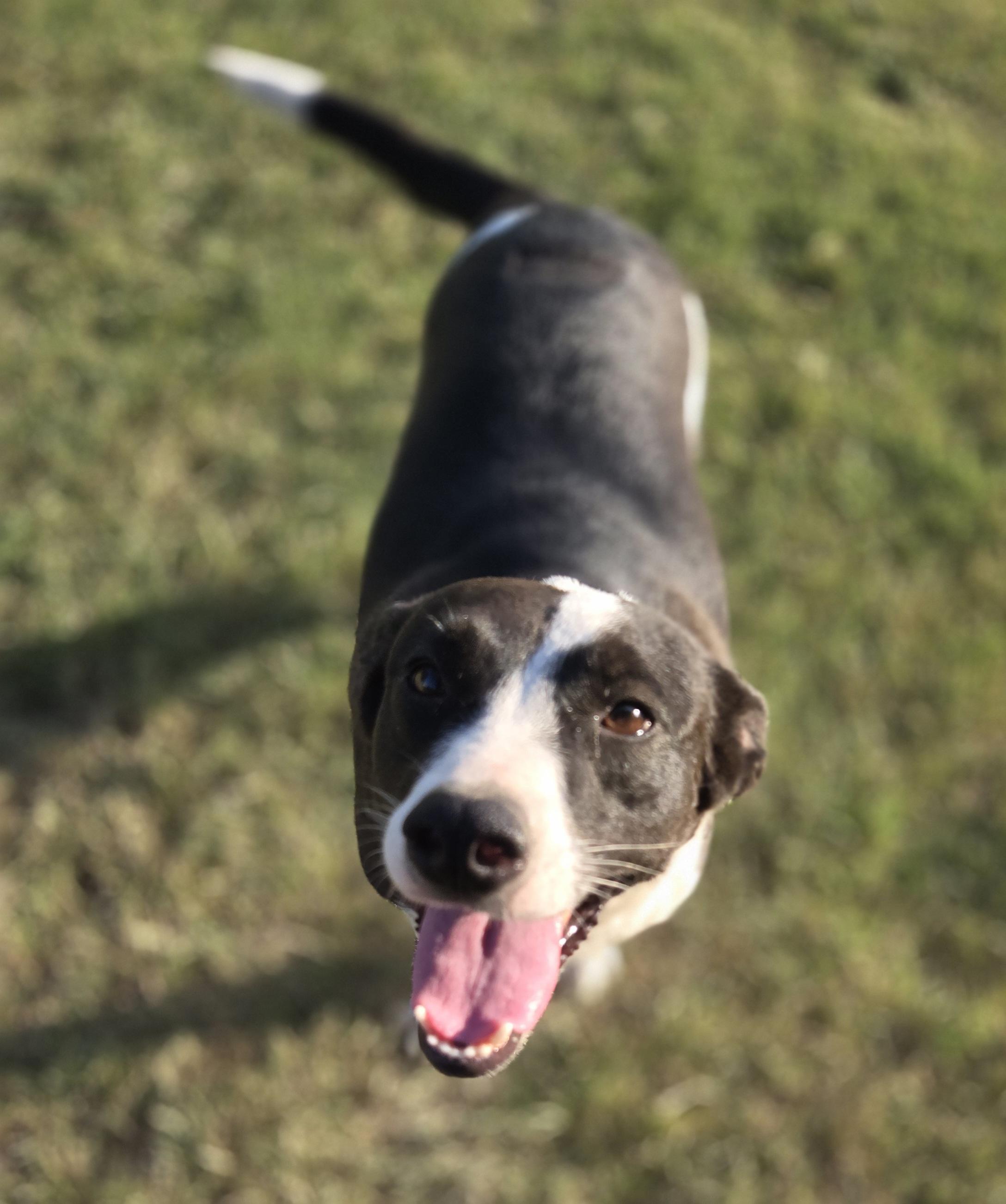 Enlarge Daisy, a ADOPTABLE mixed breed in Okemah, OK image 2/4