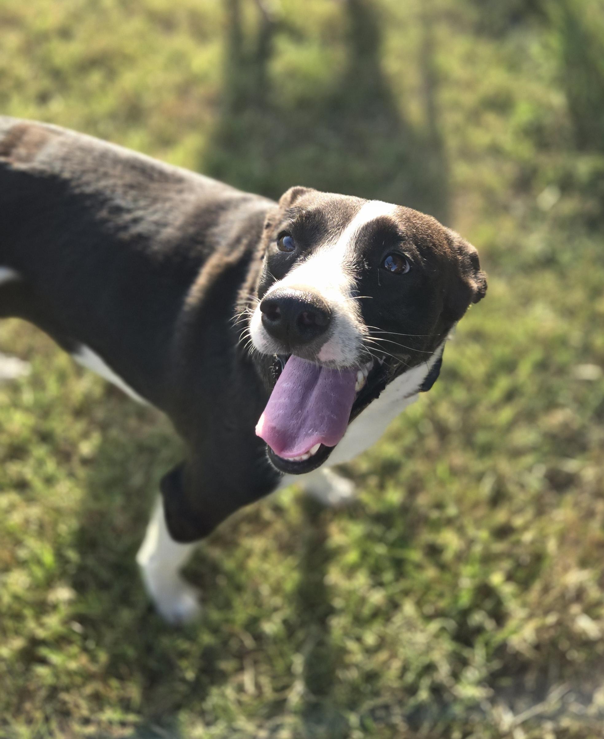 Daisy, ADOPTABLE, Young Female Mixed Breed.