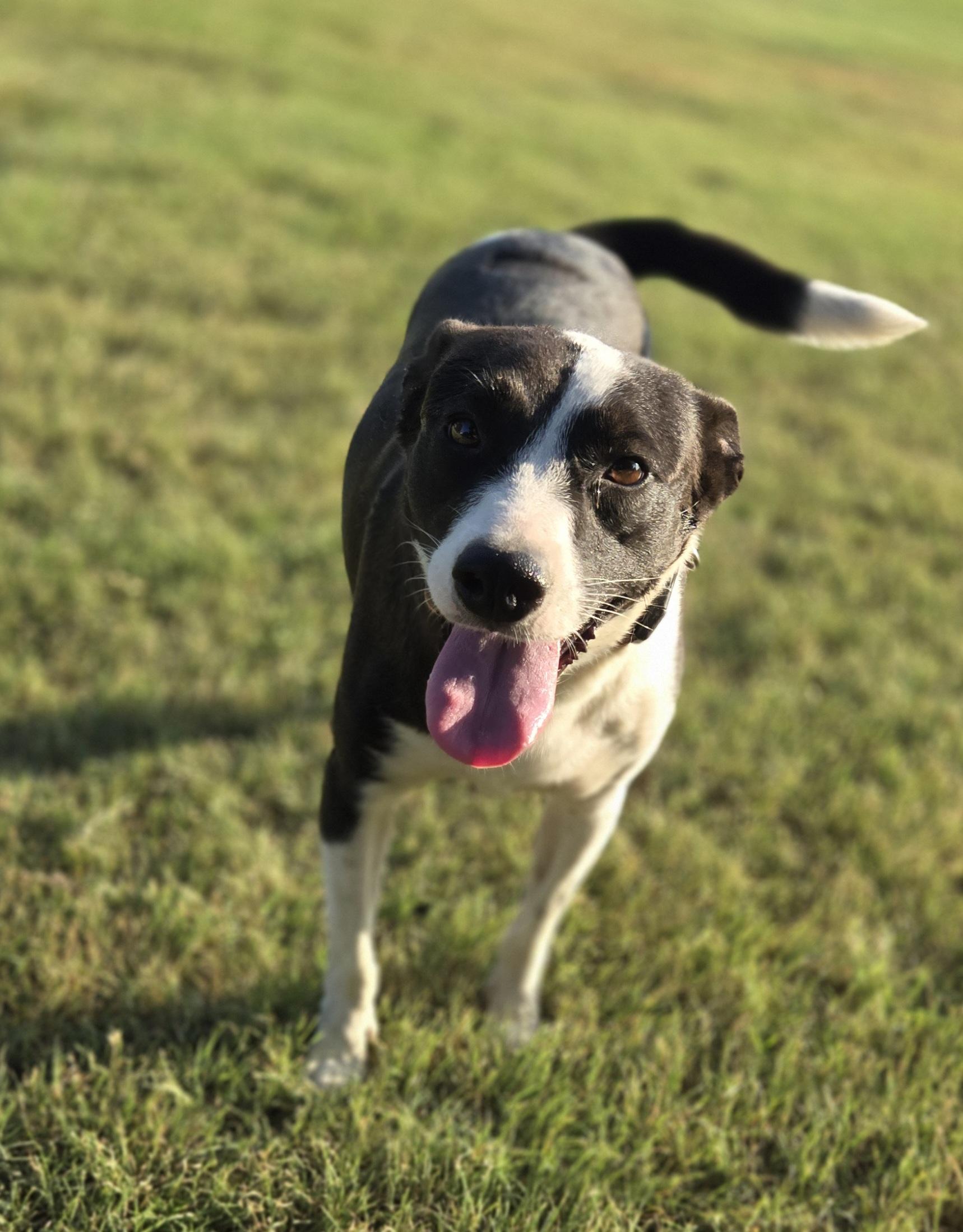 Enlarge Daisy, a ADOPTABLE mixed breed in Okemah, OK image 3/4