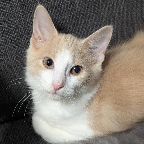 Long Ben, adopted, Kitten Male Tabby & Domestic Long Hair.