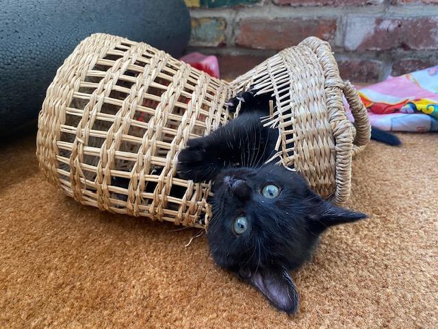 Augustus, Baby Male Domestic Short Hair