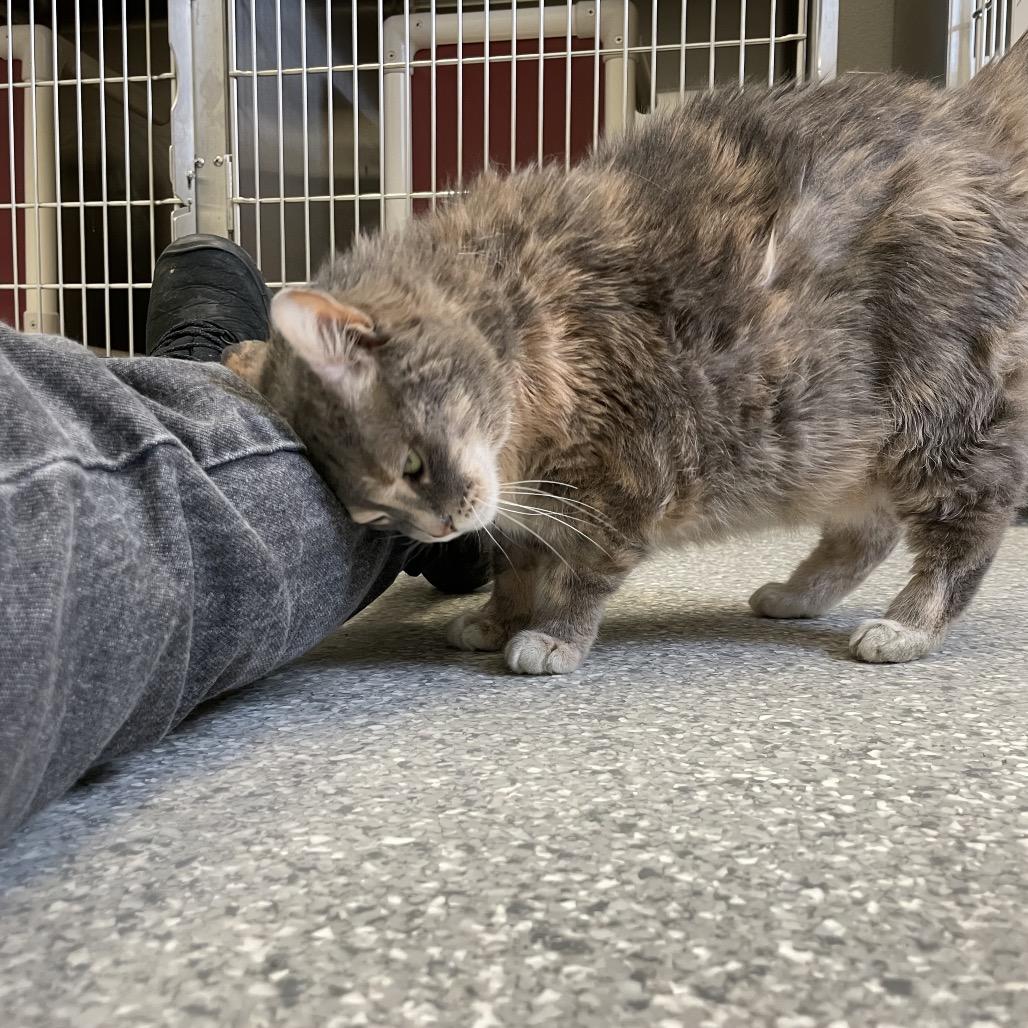 Nudibranch, Adoptable, Senior Female Domestic Short Hair.