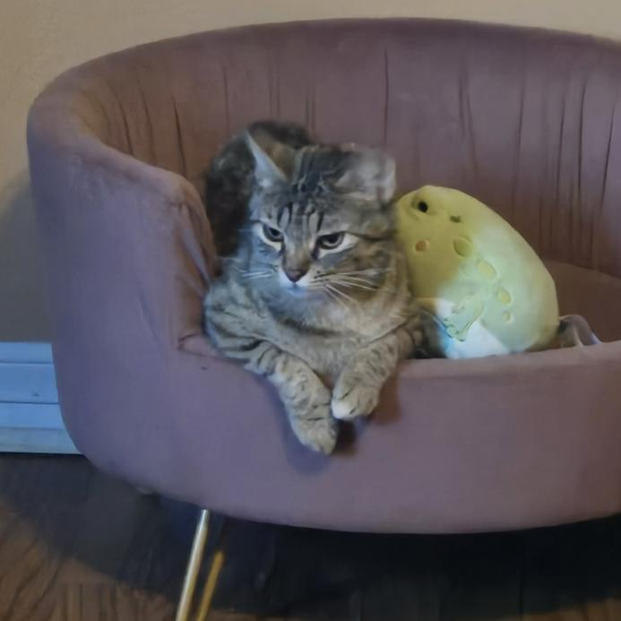 Jade, an adoptable Domestic Short Hair in Bentonville, AR, 72712 | Photo Image 1