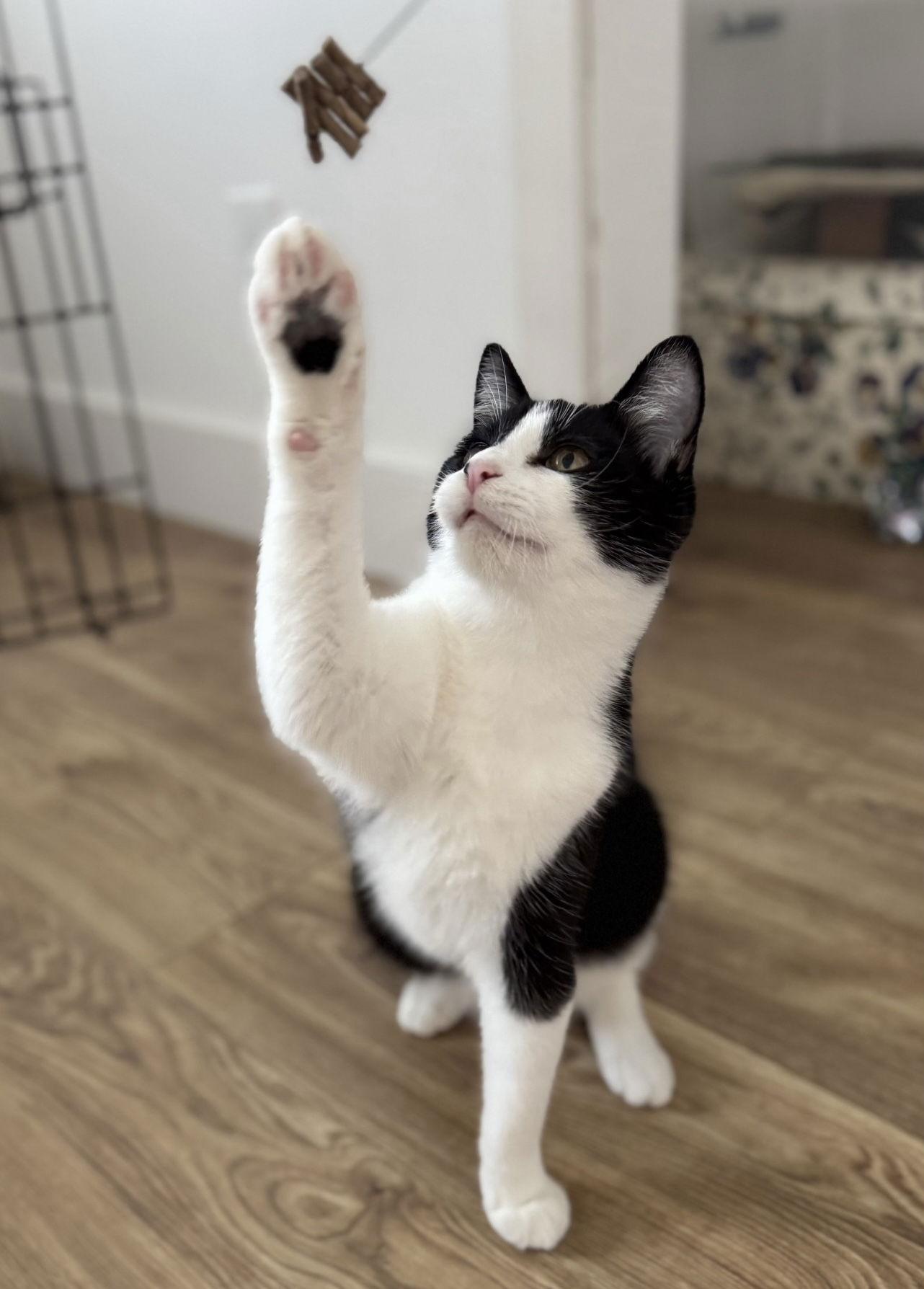 Enlarge Boy Named Sue & Toby - Dashing Dynamic Duo, a Adoptable Domestic Short Hair in San Luis Obispo, CA image 1/2