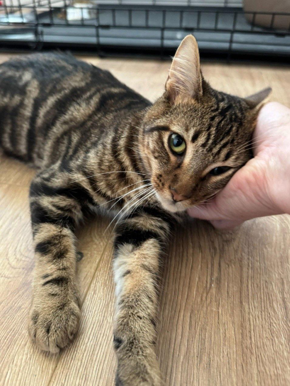 Enlarge Boy Named Sue & Toby - Dashing Dynamic Duo, a Adoptable Domestic Short Hair in San Luis Obispo, CA image 2/2