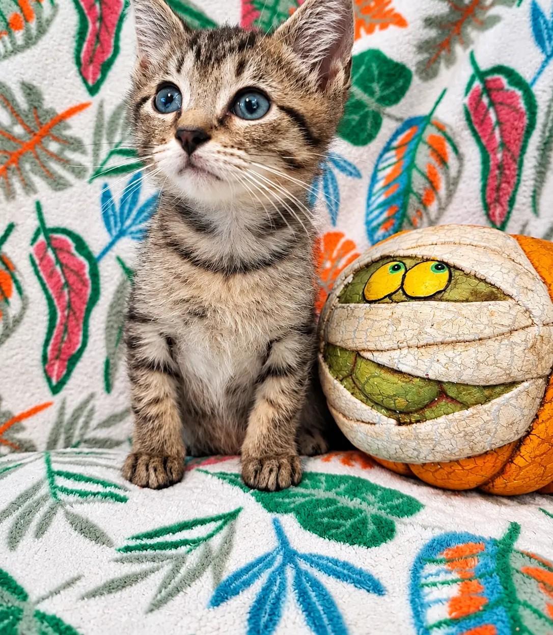 Rowan, Adoptable, Kitten Male Domestic Short Hair.