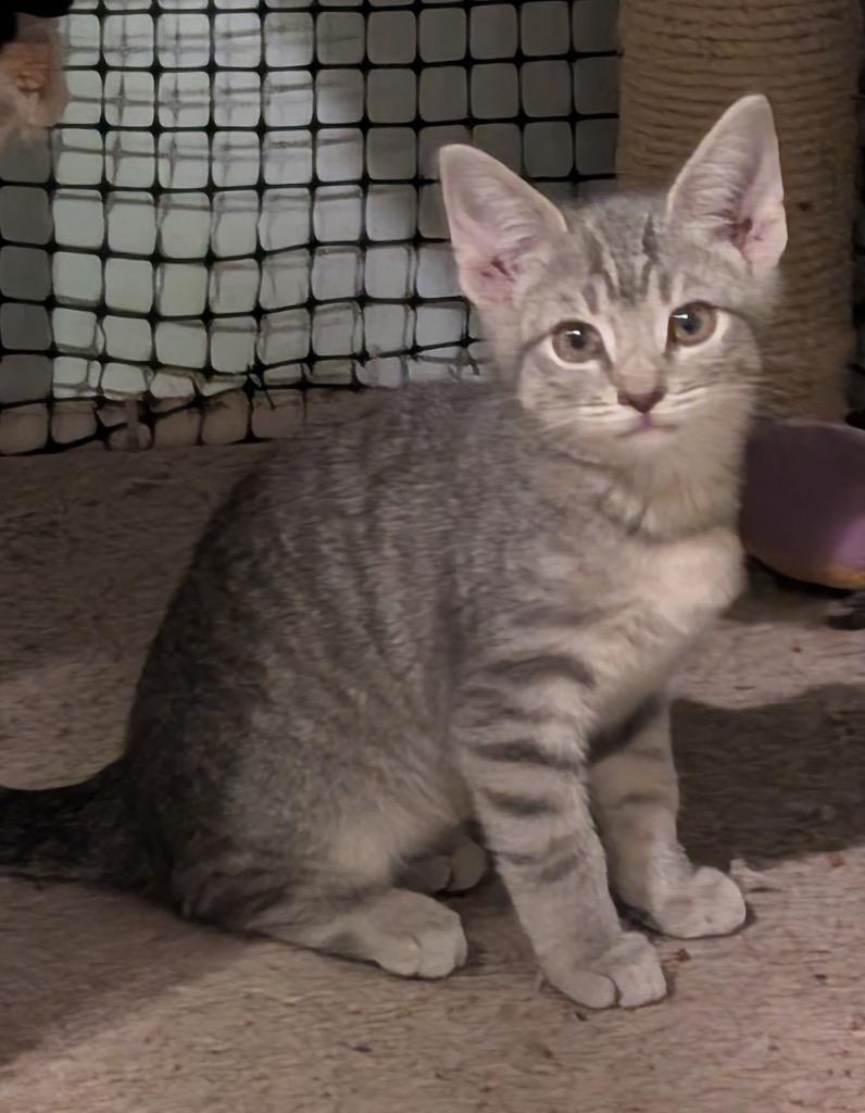Mattie, Adoptable, Kitten Female Domestic Short Hair.