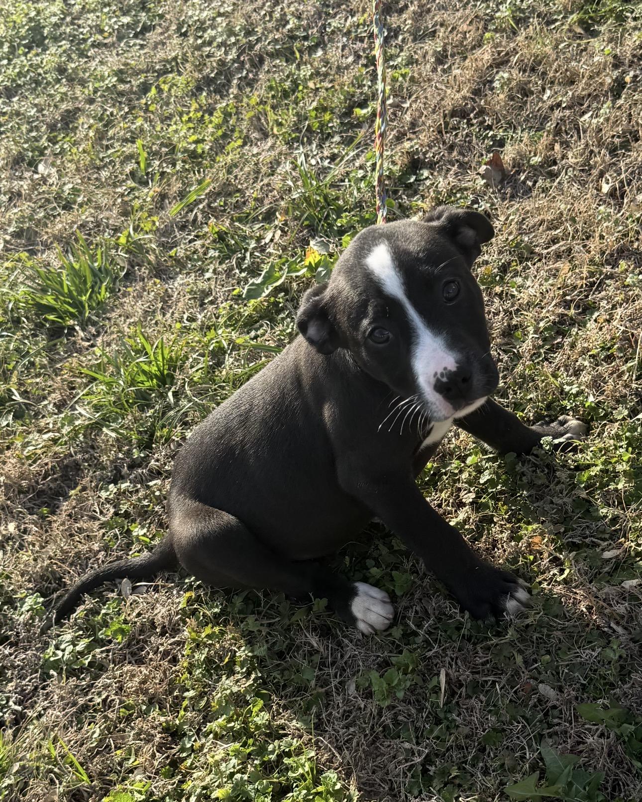Enlarge Hobo, a ADOPTABLE mixed breed in Vicksburg, MS image 1/1