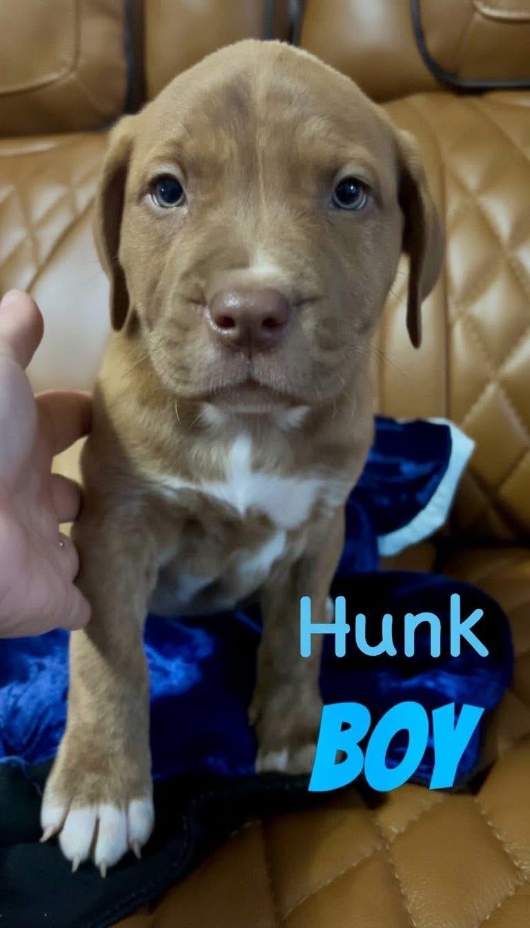 H litter Hunk , ADOPTABLE, Puppy Male Pit Bull Terrier.