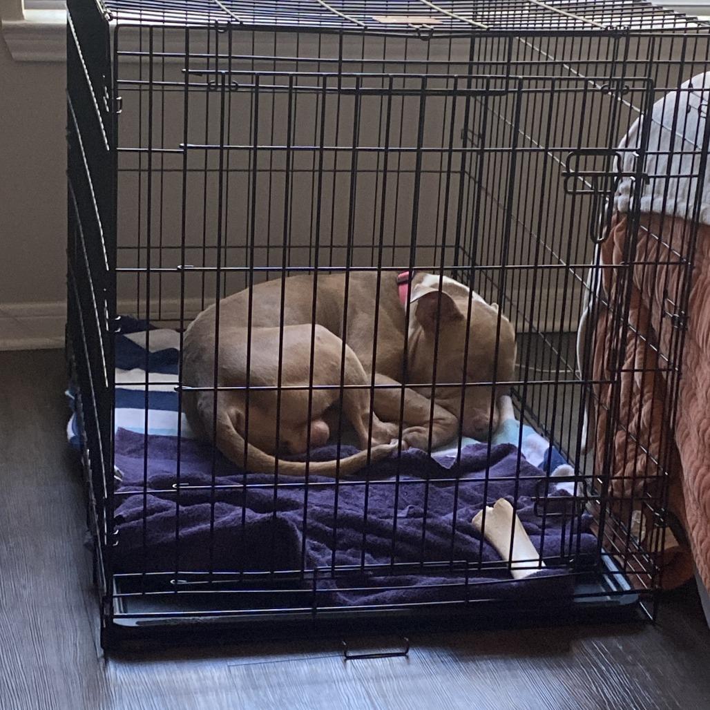 Denny, Adoptable, Adult Male Mixed Breed.