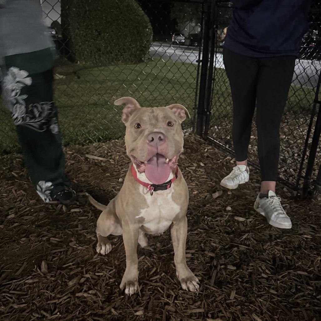 Denny, a Adoptable Mixed Breed in Simpsonville, SC image 3/3