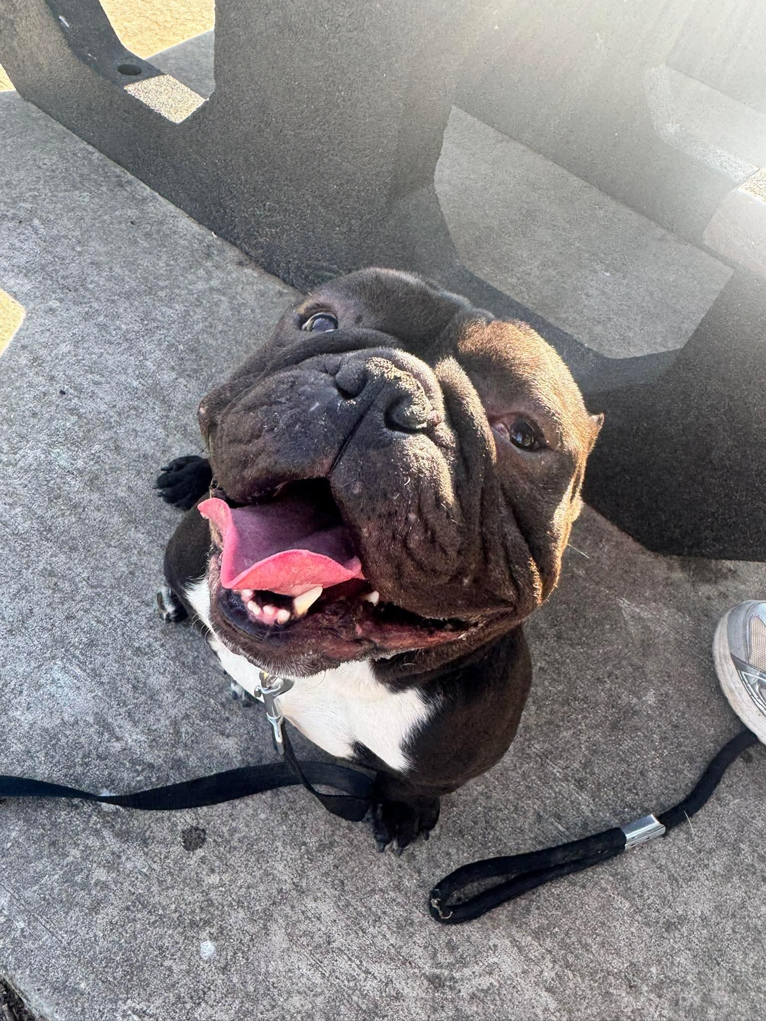 Ozzy, Adoptable, Adult Male English Bulldog.
