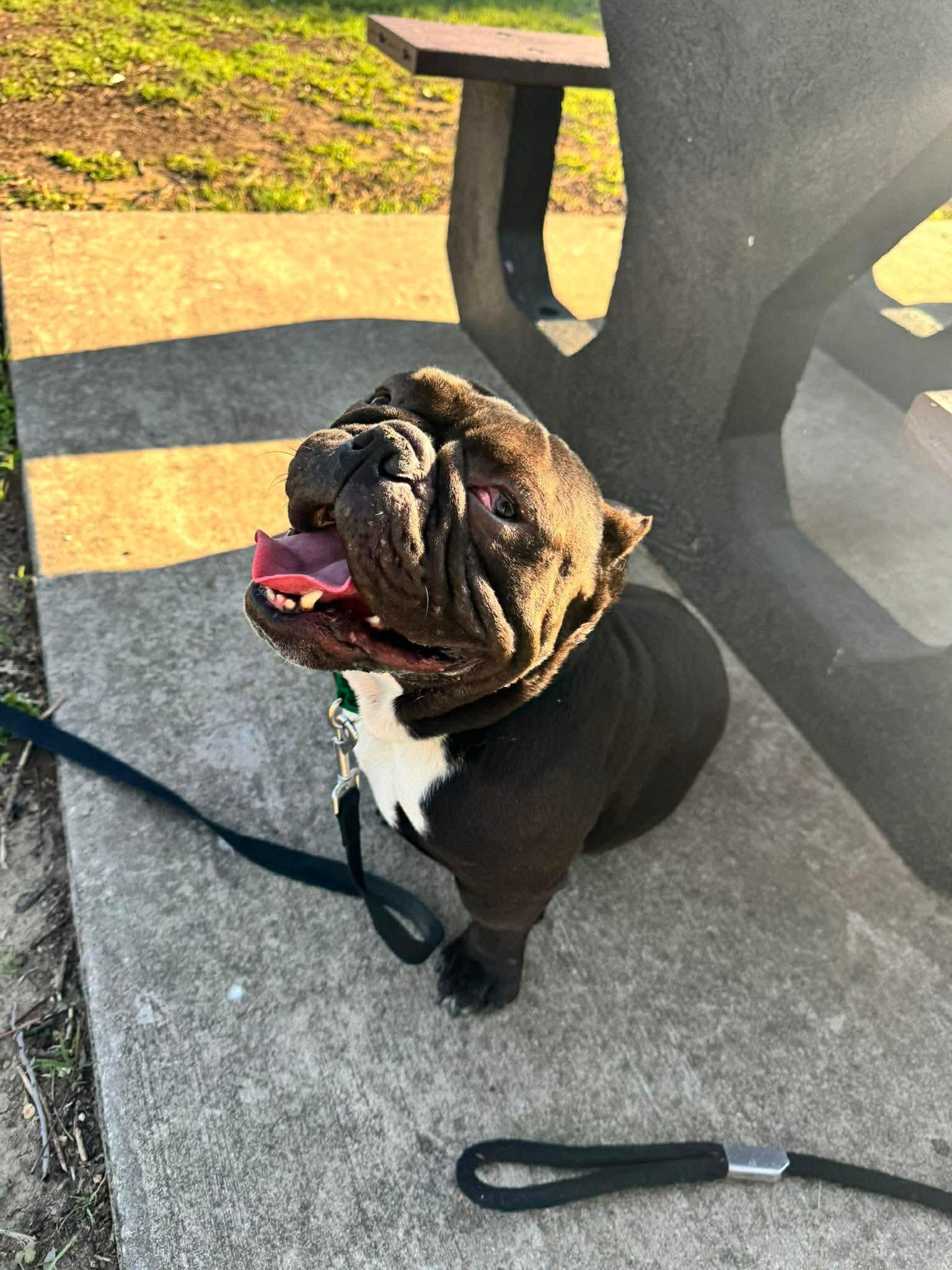 Enlarge Ozzy, a Adoptable English Bulldog in Arlee, MT image 2/4