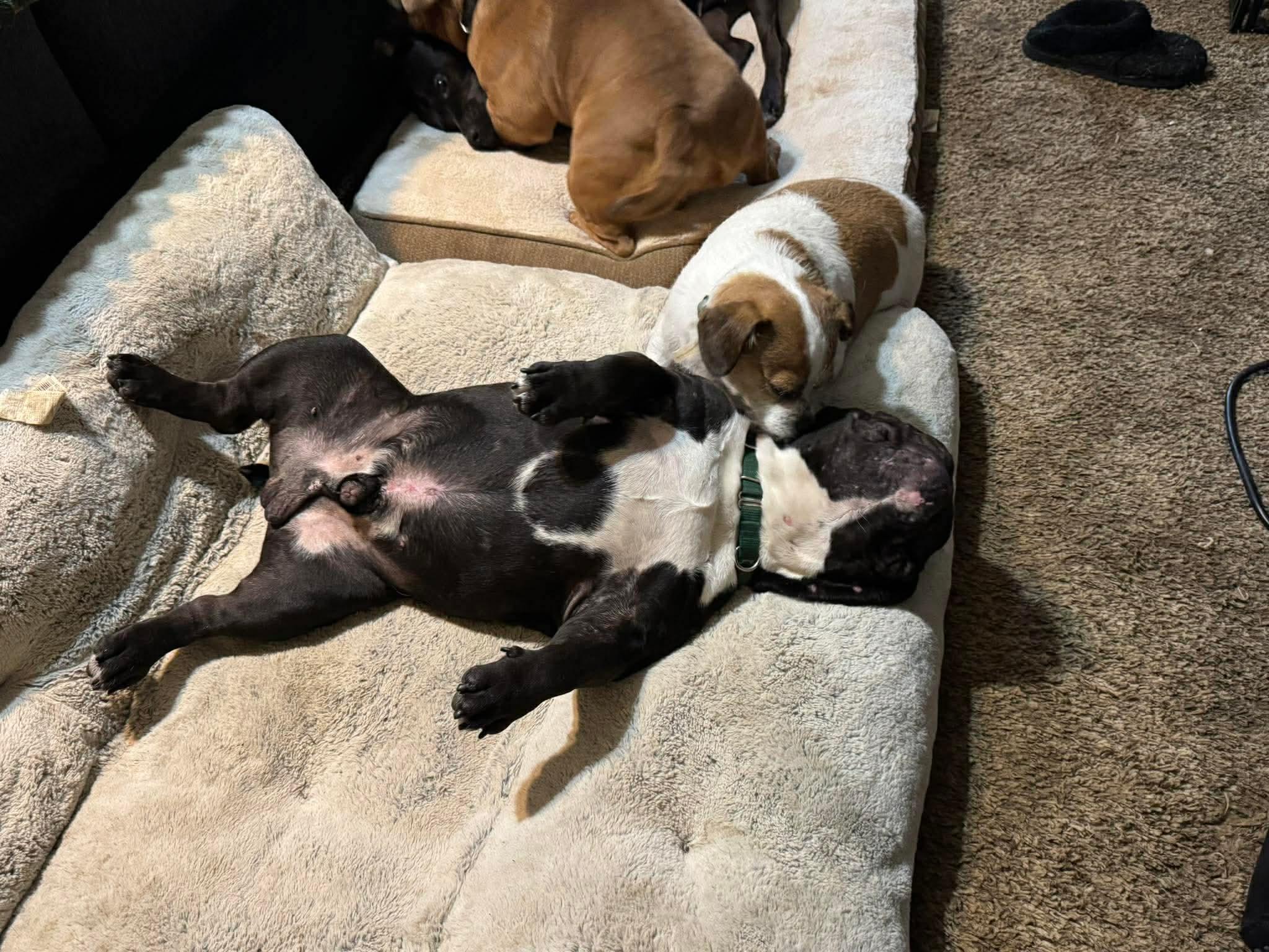 Enlarge Ozzy, a Adoptable English Bulldog in Arlee, MT image 3/4