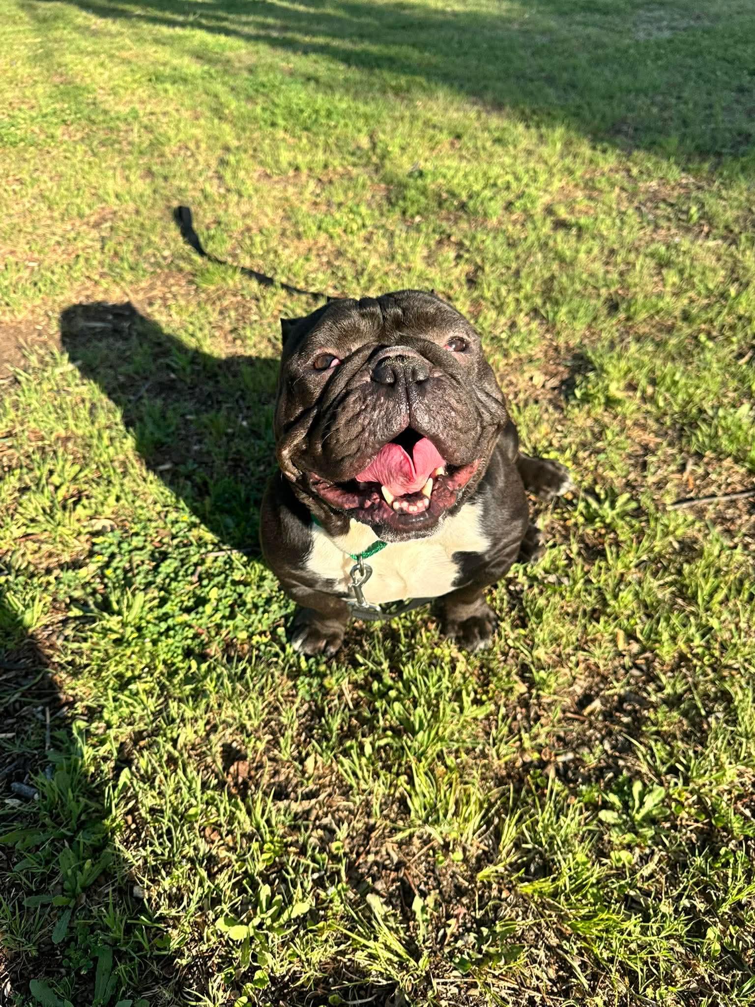 Enlarge Ozzy, a Adoptable English Bulldog in Arlee, MT image 4/4