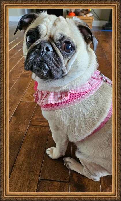 Lucy, Adopted, Young Female Pug.