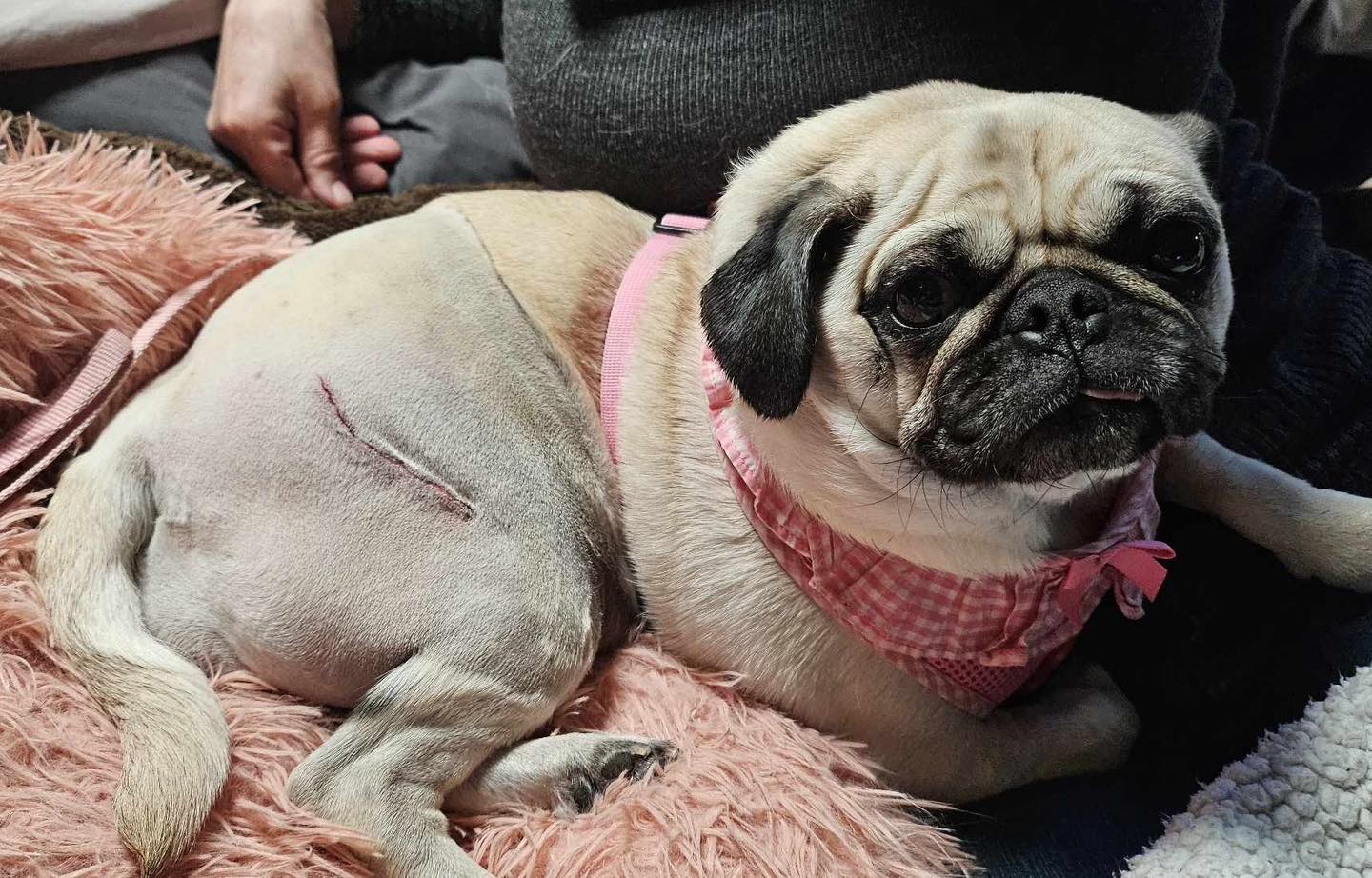 Enlarge Lucy, a Adopted Pug in Kentville, NS image 2/4