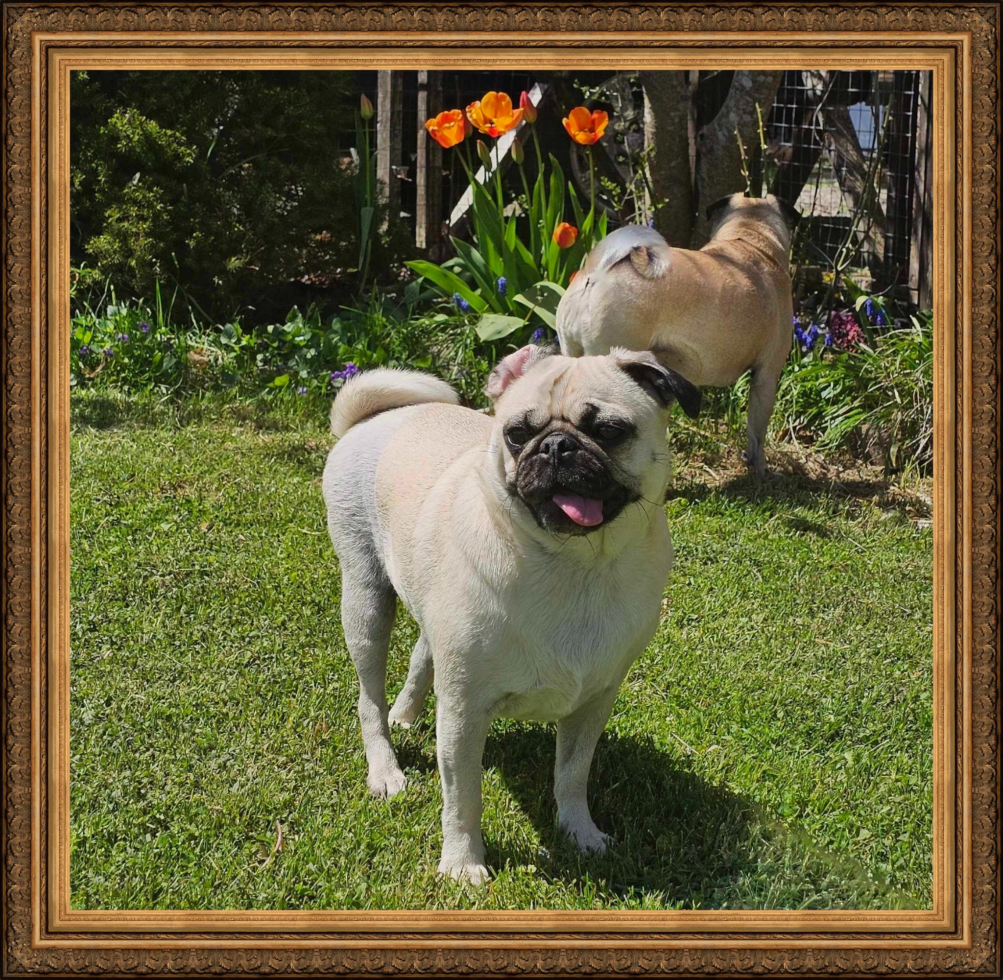 Enlarge Lucy, a Adopted Pug in Kentville, NS image 3/4