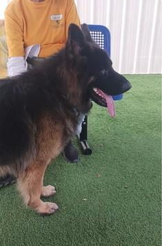 Romulus, Adoptable, Adult Male German Shepherd Dog.