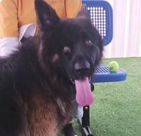 Romulus, Adoptable, Adult Male German Shepherd Dog.